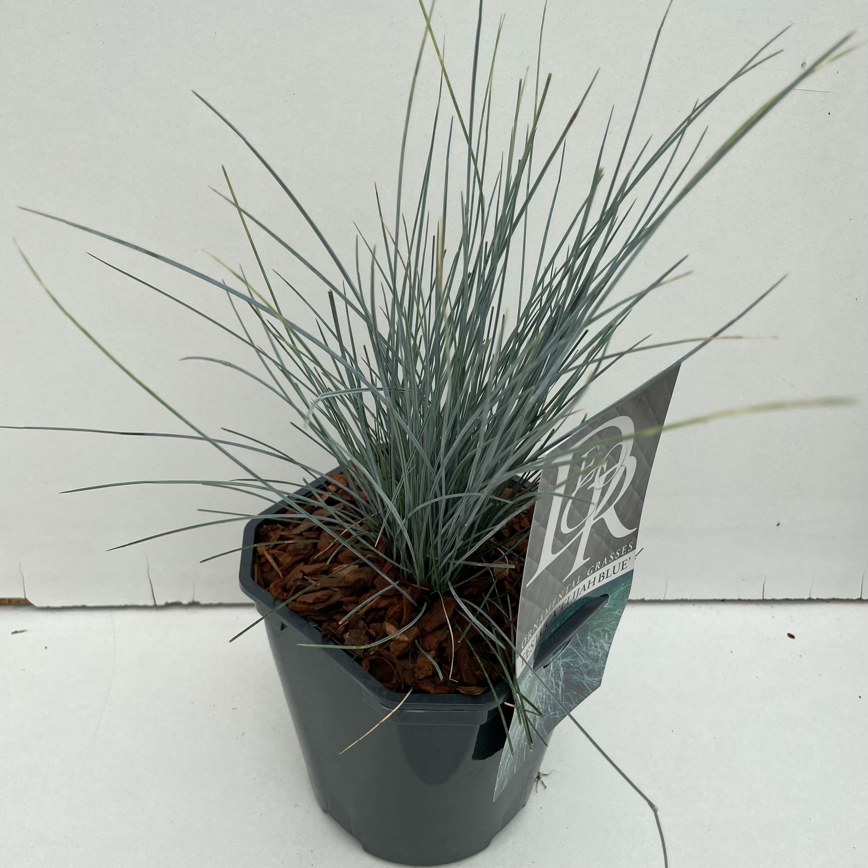 Festuca glauca 'Elijah Blue'
