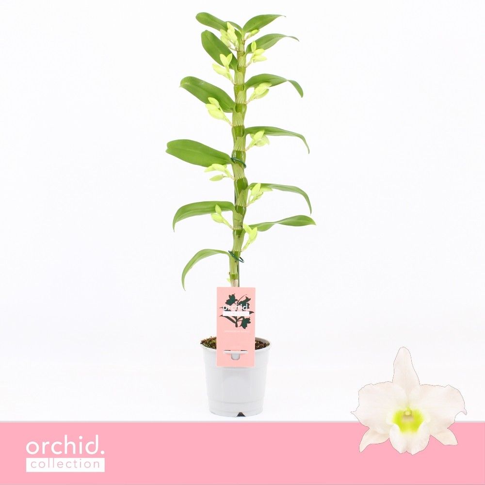 Dendrobium Star Class Apollon 12Ø 50cm 1st
