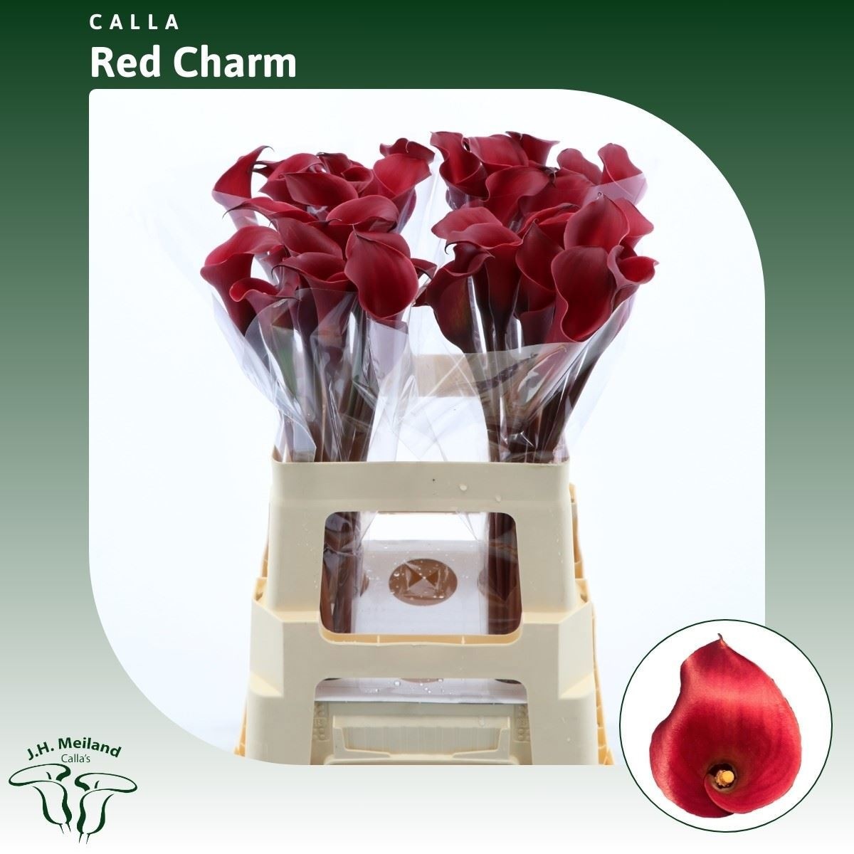 Calla Red Charm 60cm