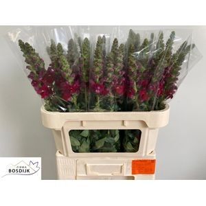 Antirrhinum Avignon Dark Red 70cm