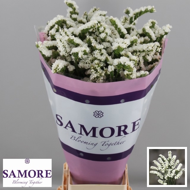 Limonium St Silv Sun Birds 80cm 80gram