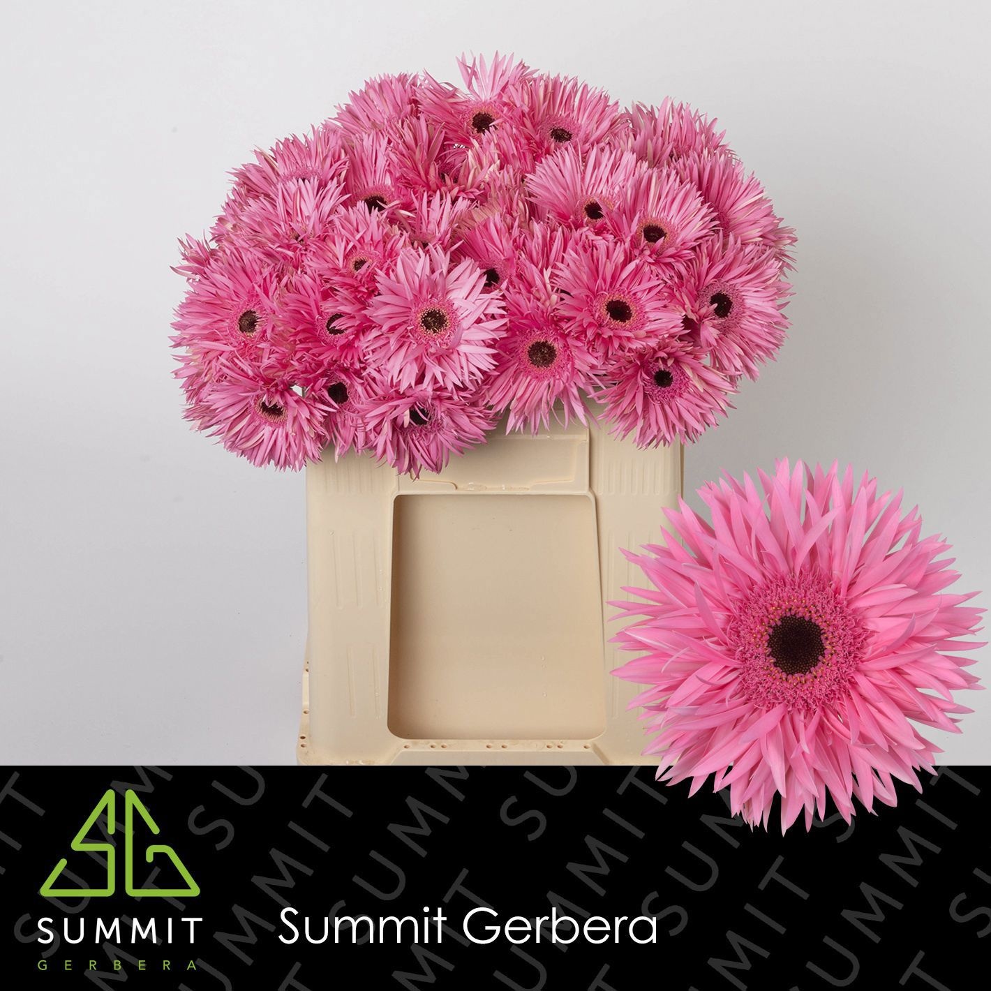 Gerbera Spider Amazing 50cm 10Ø