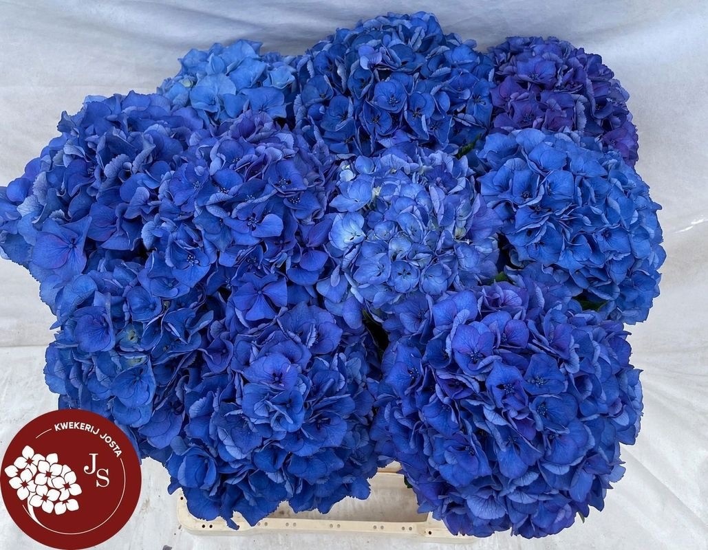 Hydrangea Royal Parade 60cm 16Ø