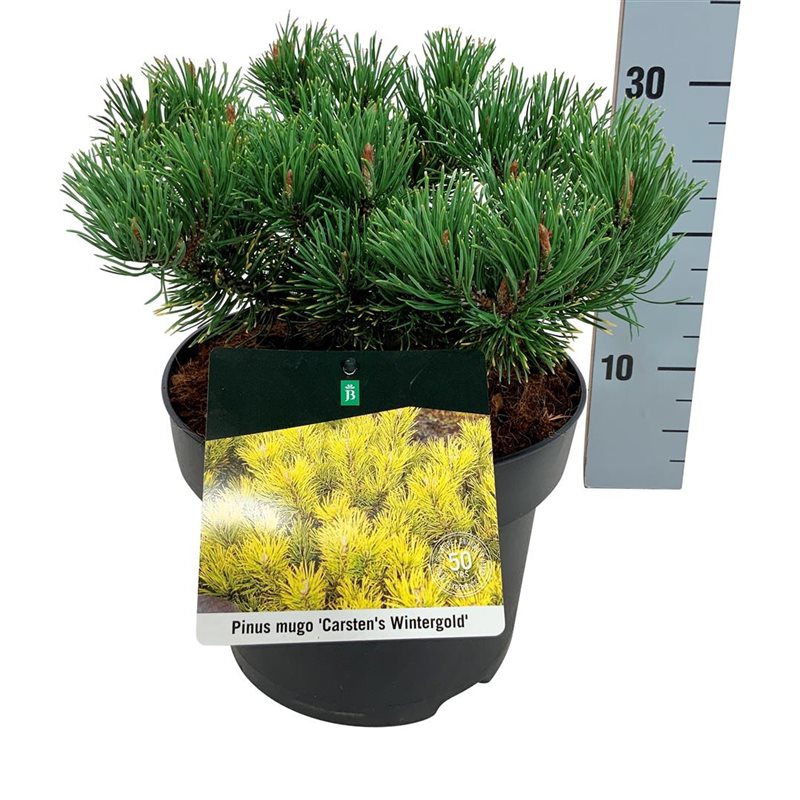 Picture of Pinus mugo 'Carsten's Wintergold'