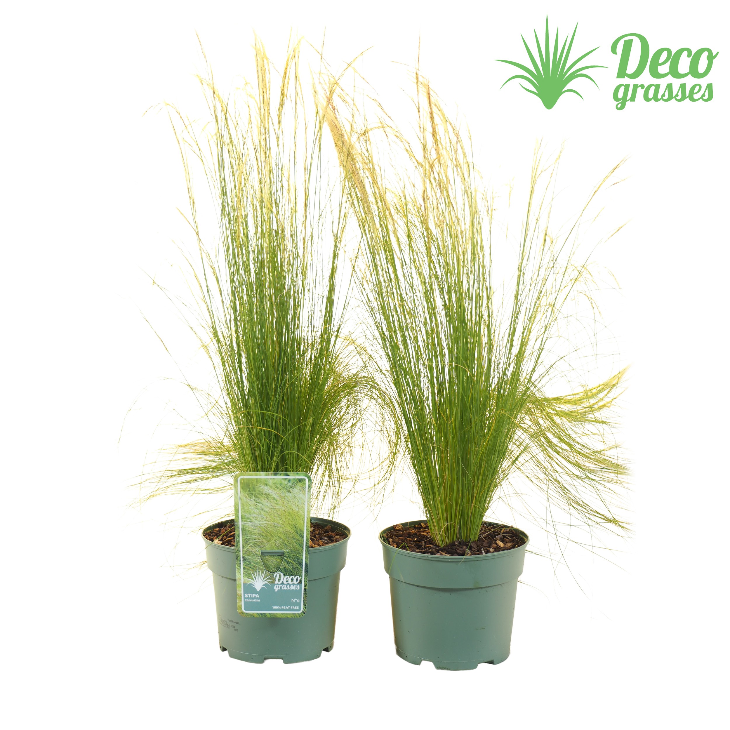 Picture of Stipa tenacissima ( PEAT FREE) P19 (3 Ltr) (LOOSE)