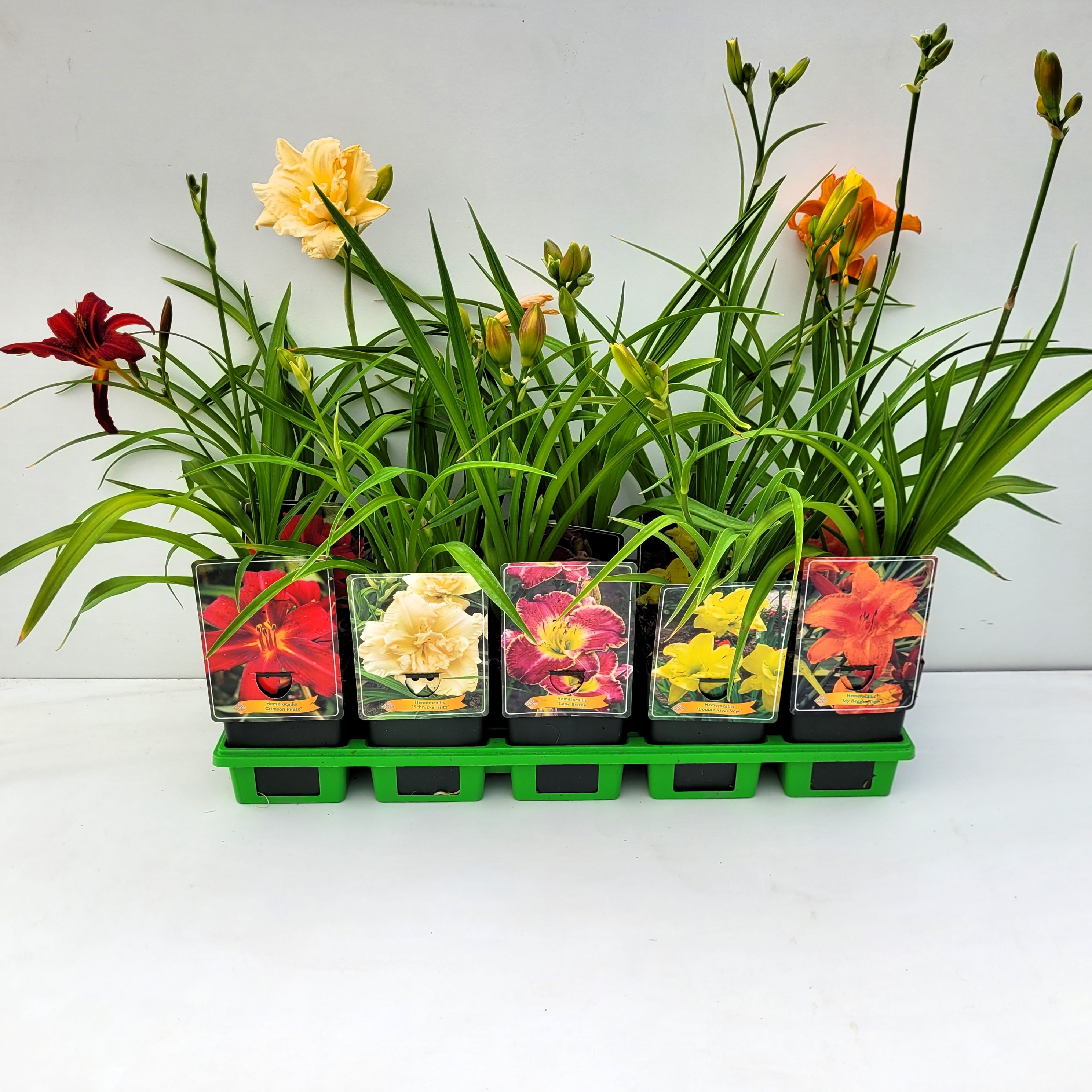 Picture of Hemerocallis Mix 6x10 srt. per shelve P11