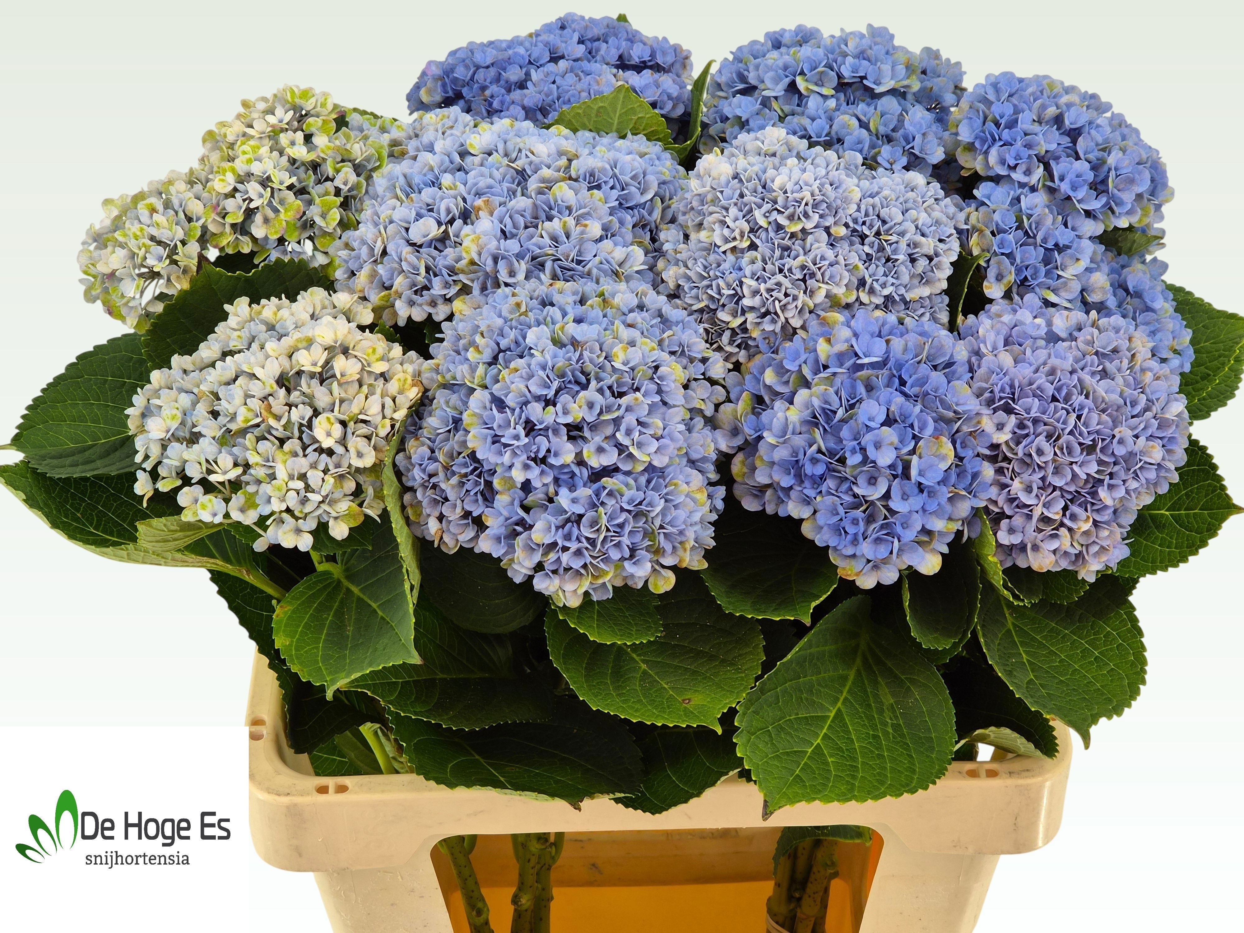 Hydrangea Revolution 60cm 13Ø
