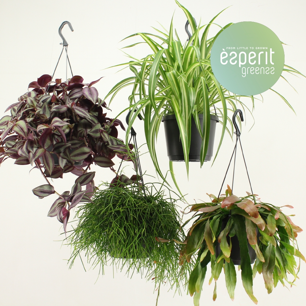 Picture of Houseplants Greenss hanging basket P17 25CM