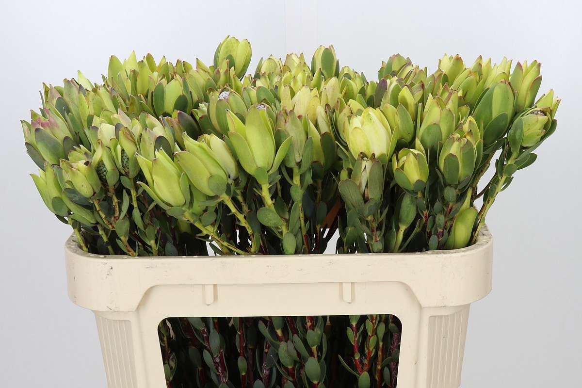 Leucadendron Discolor 70cm