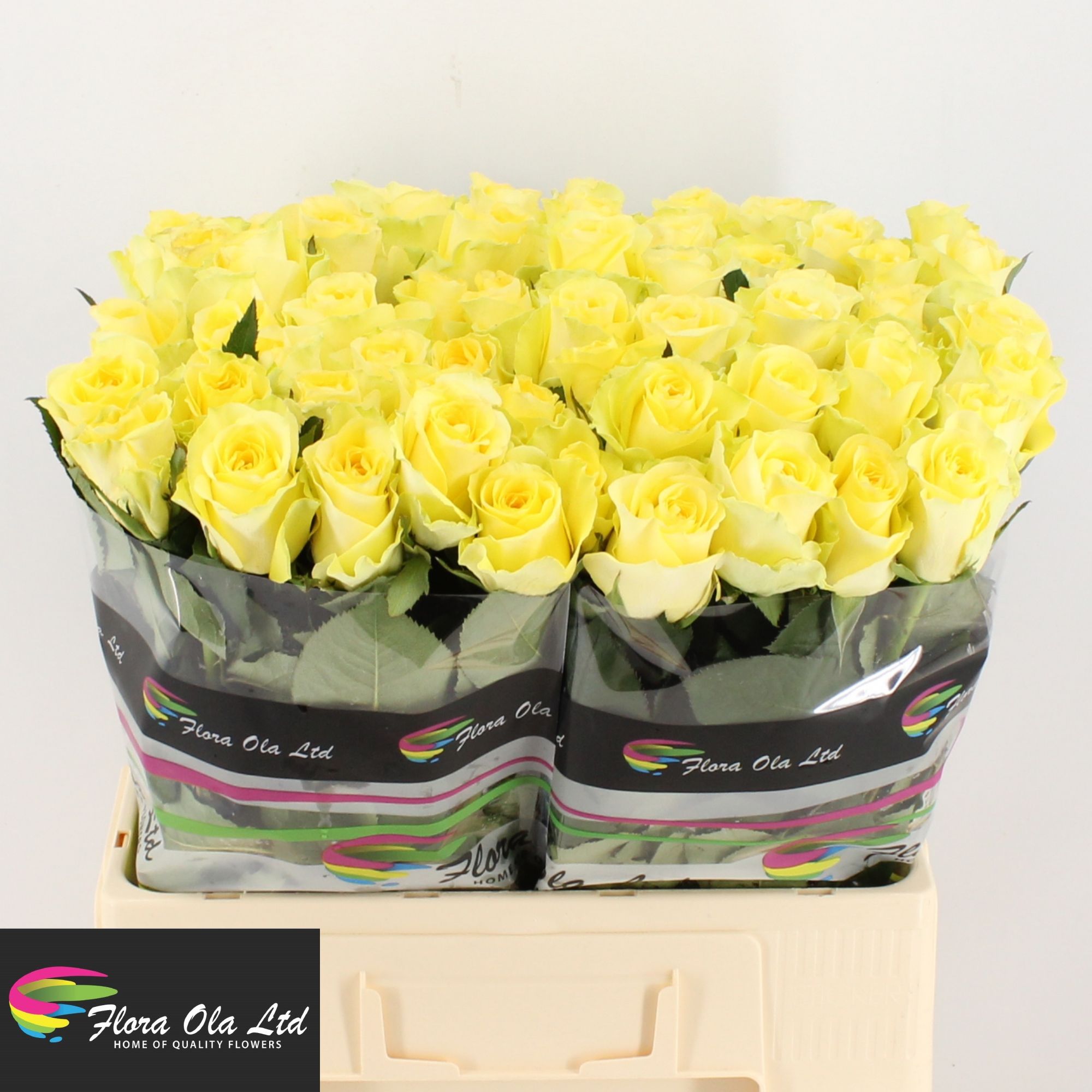 R Gr Minion Rose
