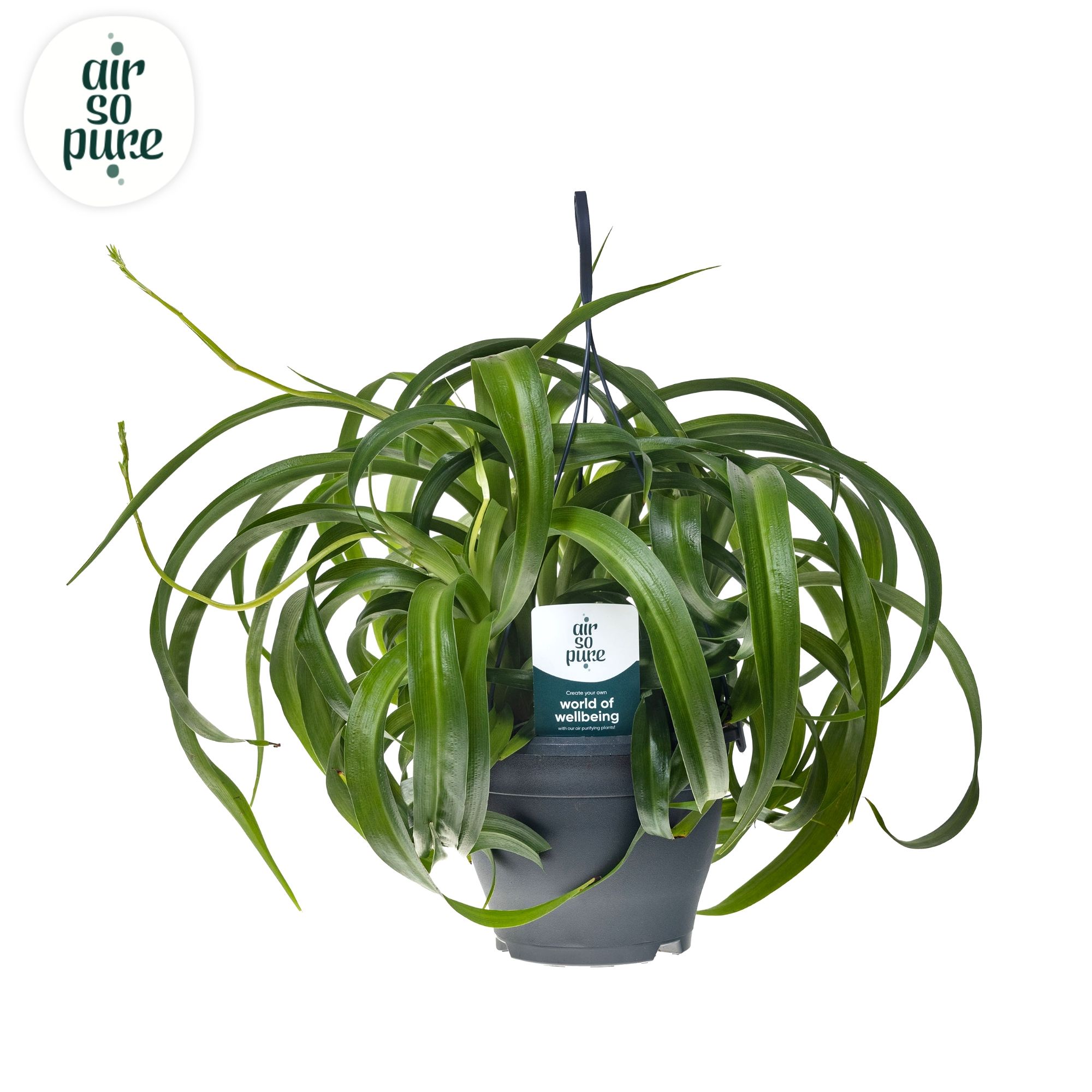 Chlorophytum Com' Green Bonnie' Air So Pure®