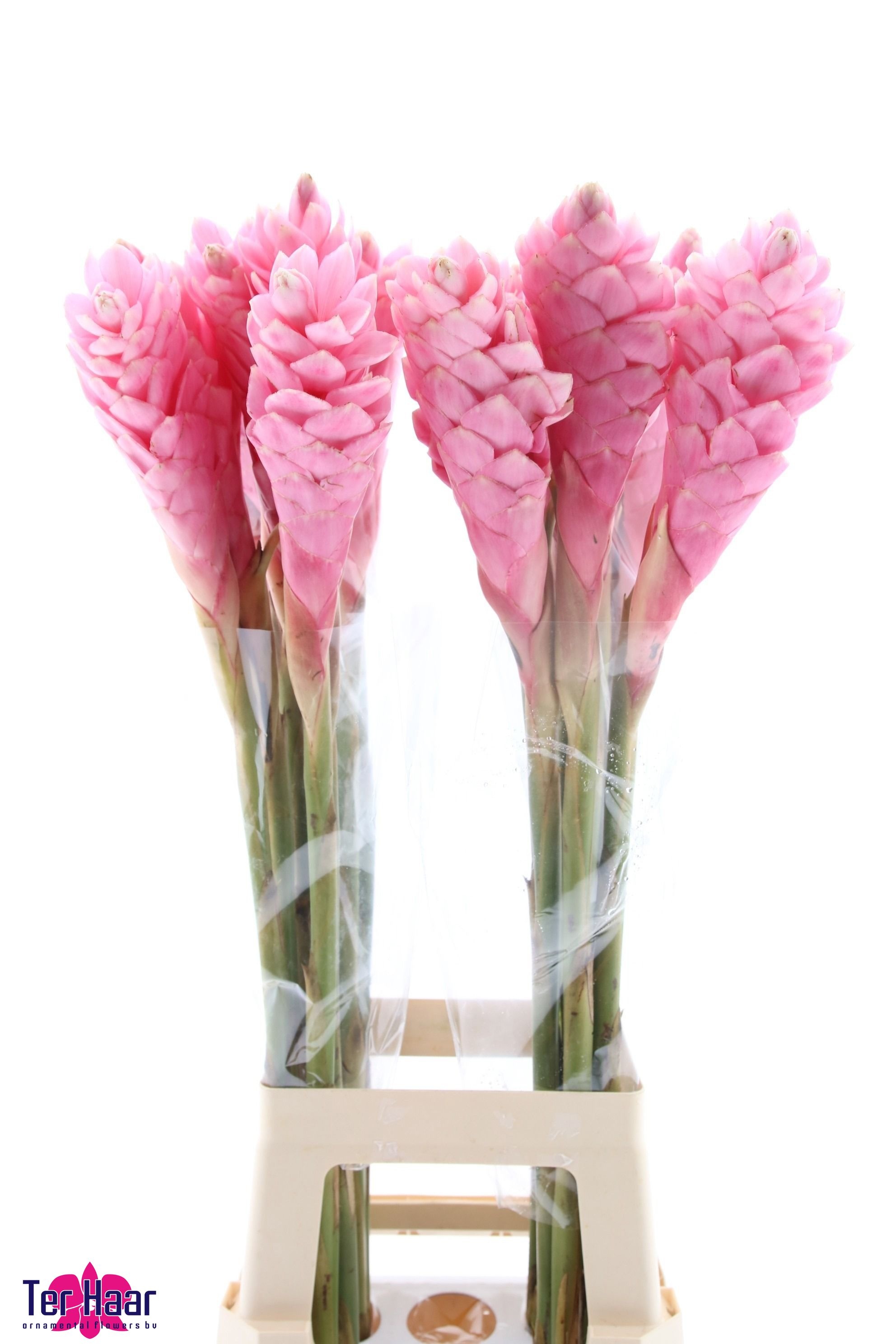 Alpinia Red Plus 90cm