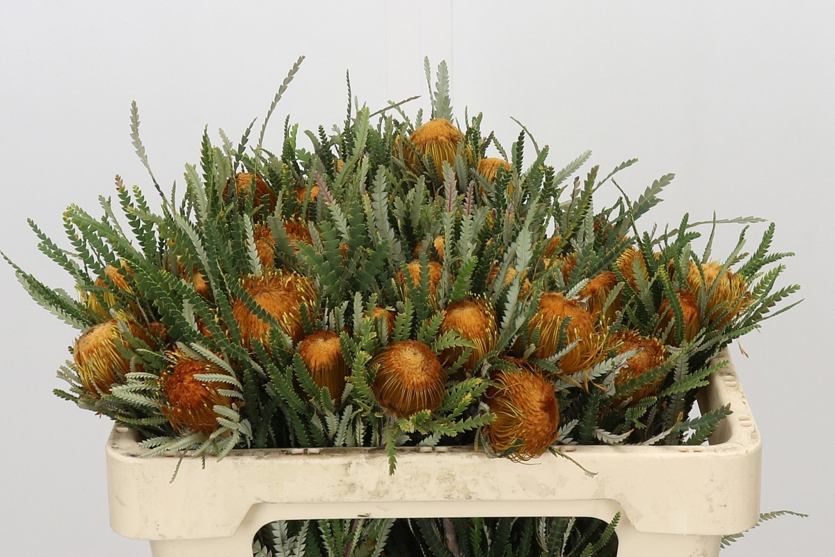 Dryandra Formosa 50cm