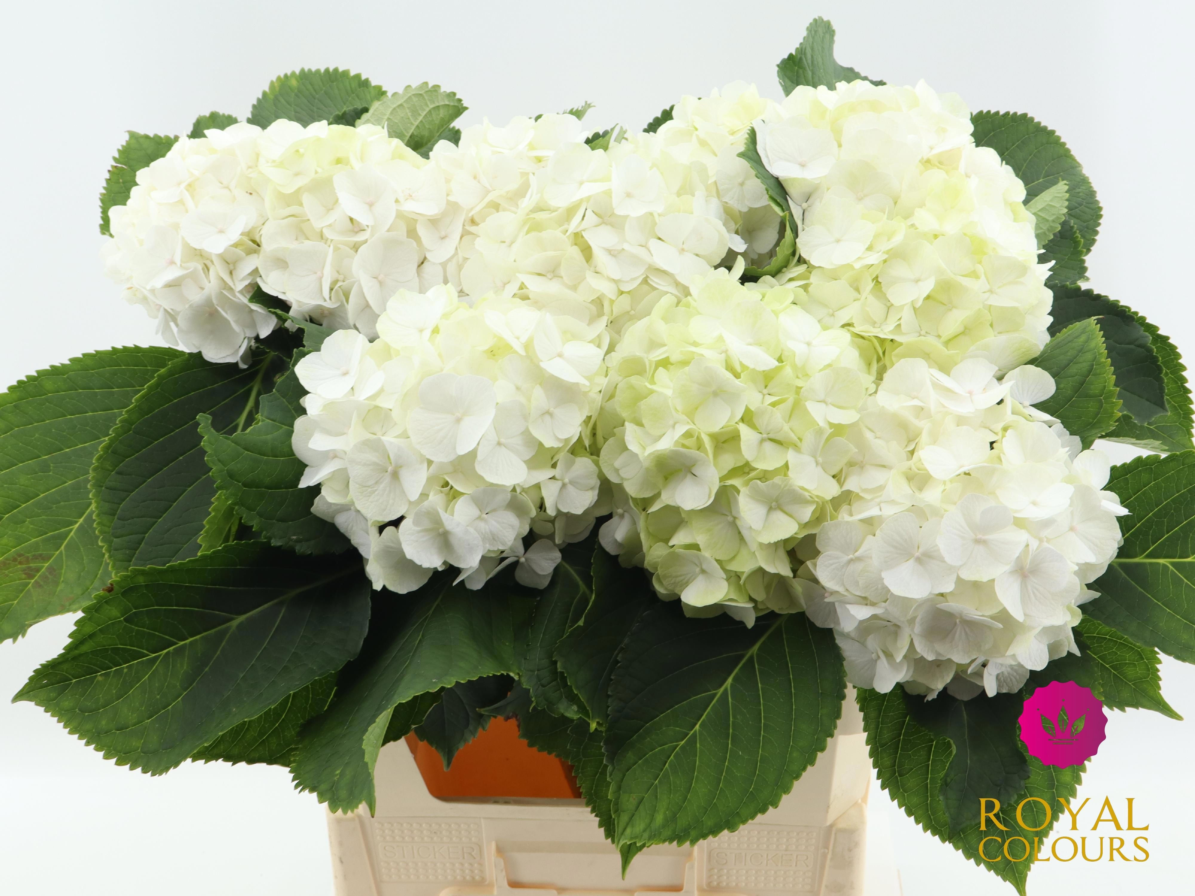 Hydrangea White Verena 60cm 18Ø