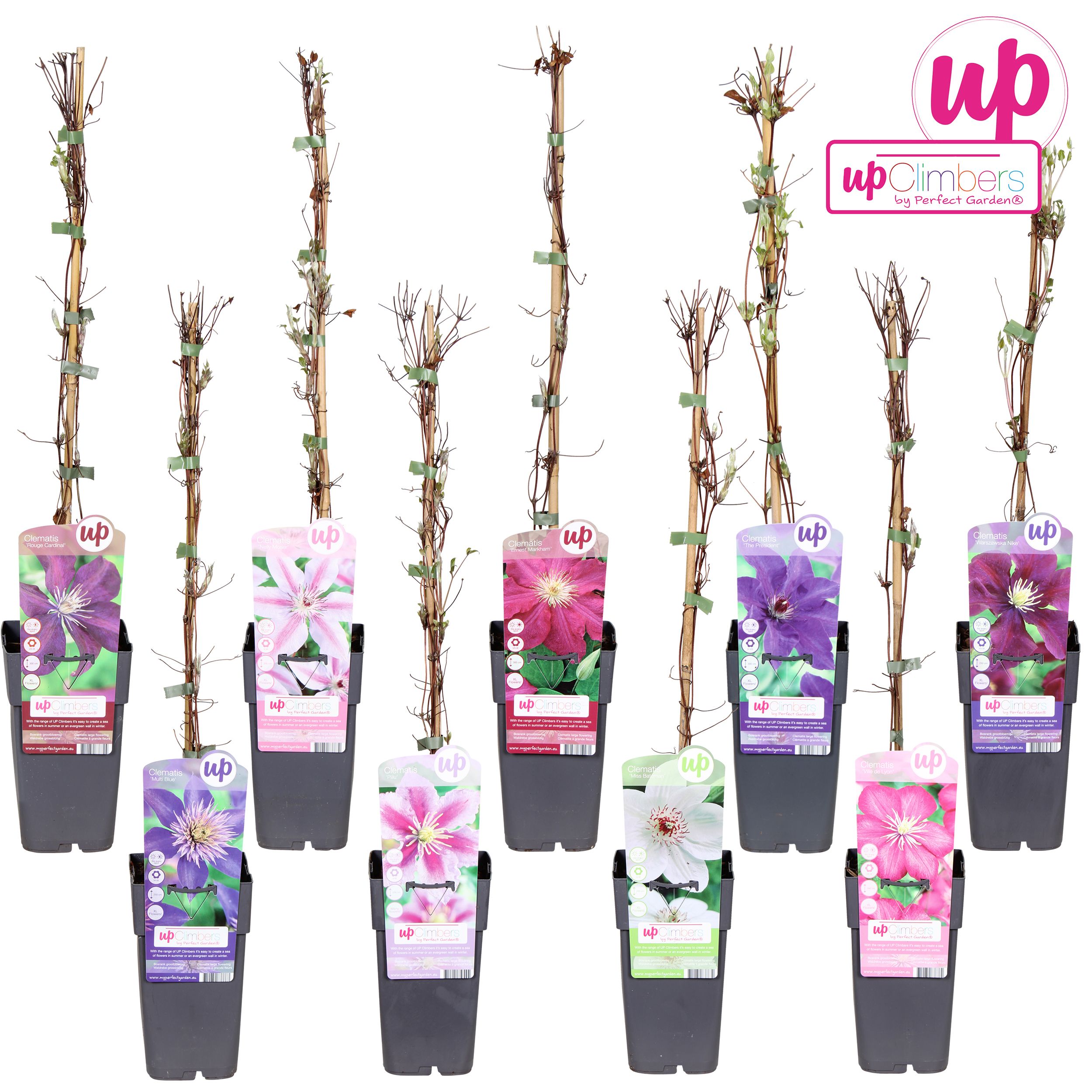 Picture of Clematis mix shelve large-flowered P15