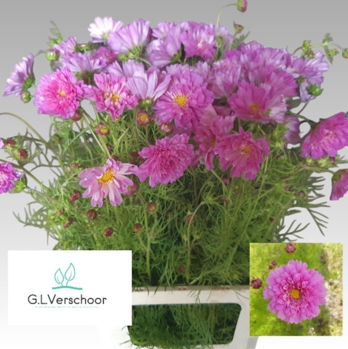 Cosmos Bipinnatus