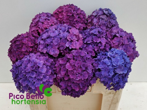 Hydrangea Royal Anastasia Blue 50cm 15Ø