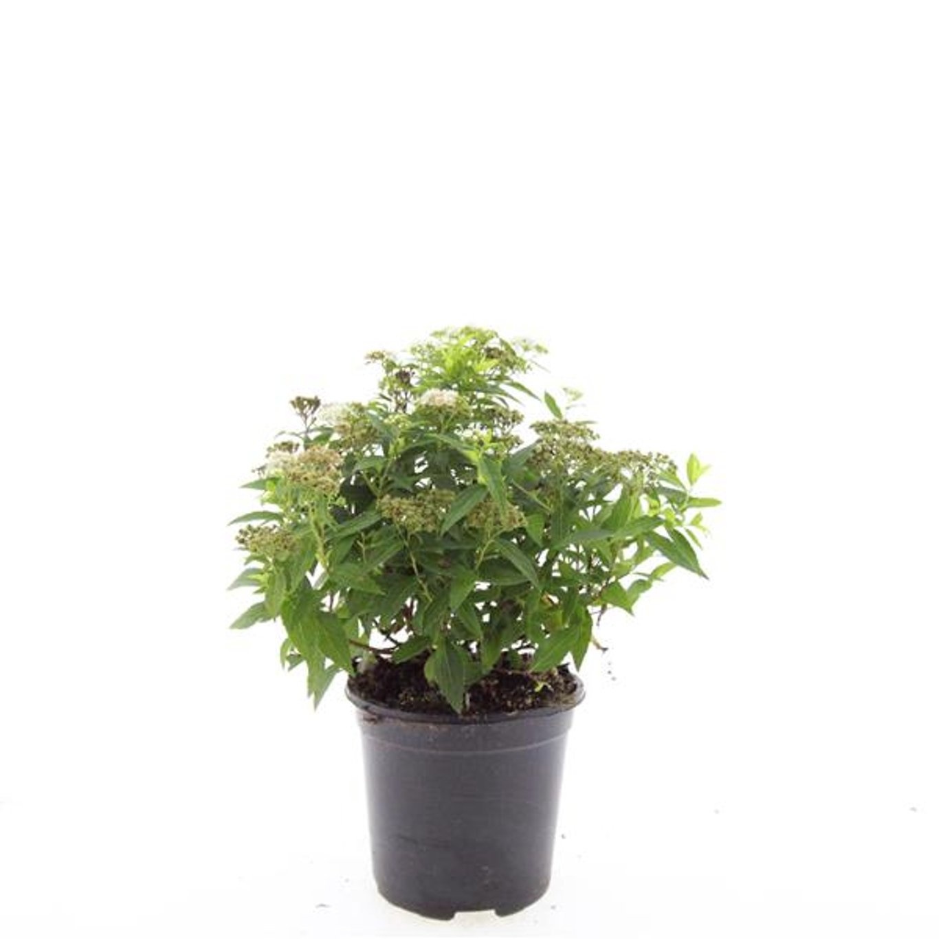 Spiraea japonica 'Albiflora'