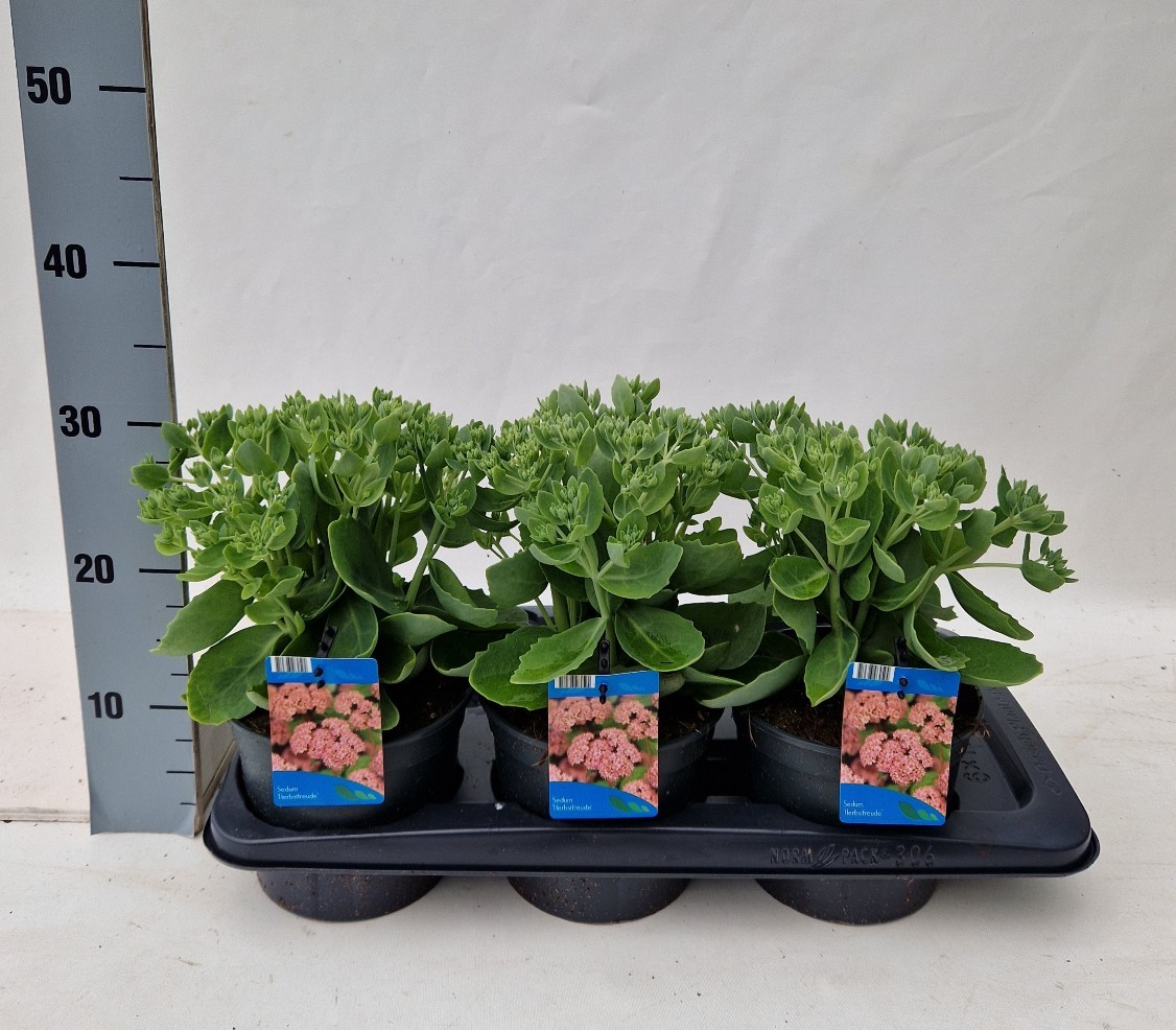 Picture of Sedum telephium Herbstfreude P17 (2 Ltr)