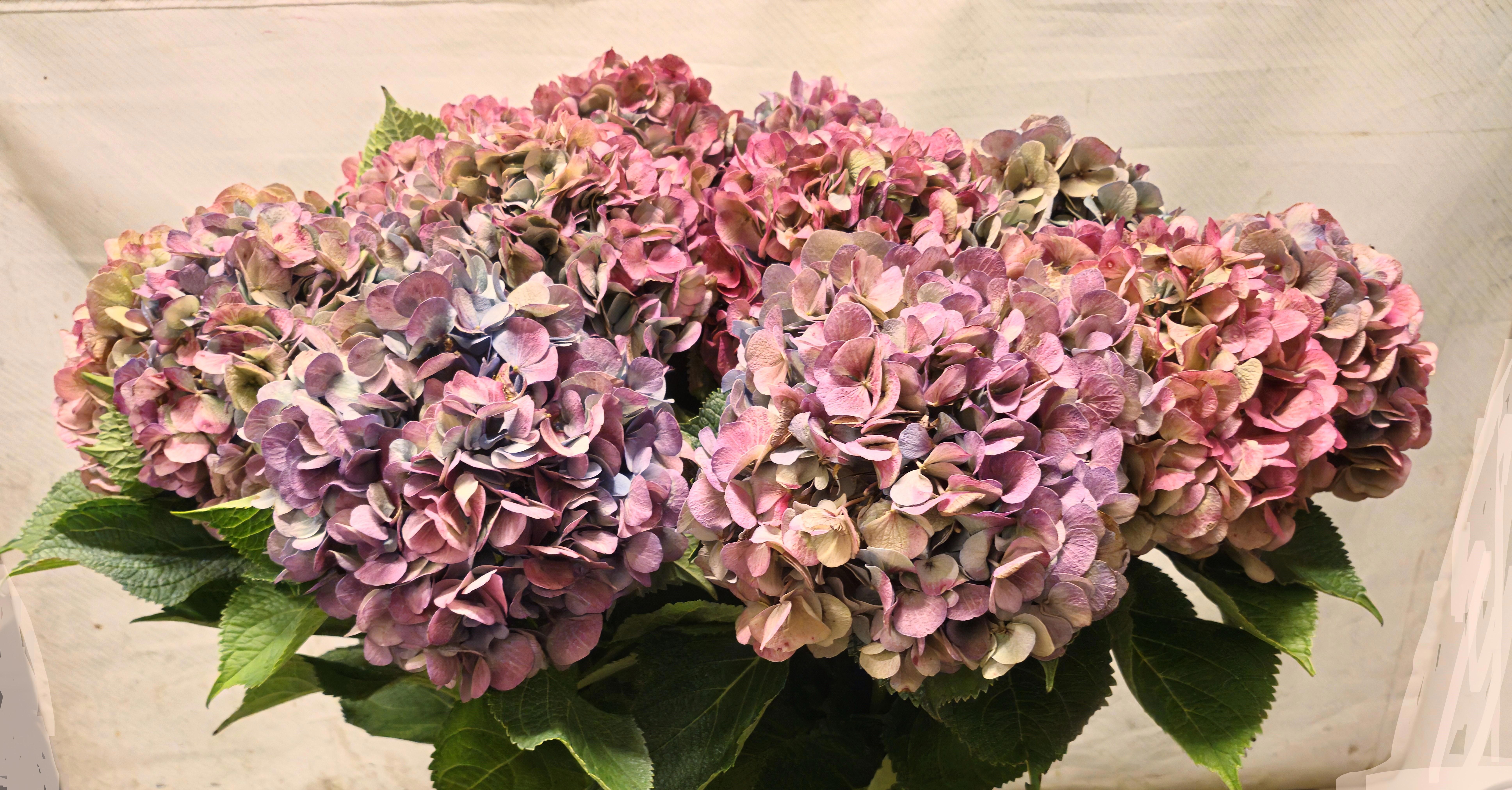 Hydrangea Bodensee Clas 100cm 20Ø