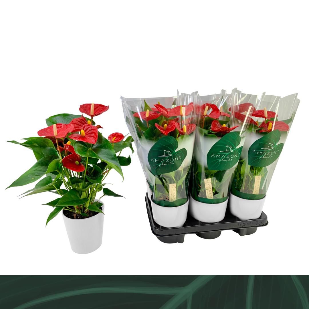 Anthurium (Andreanum) Aristo | Gardenline