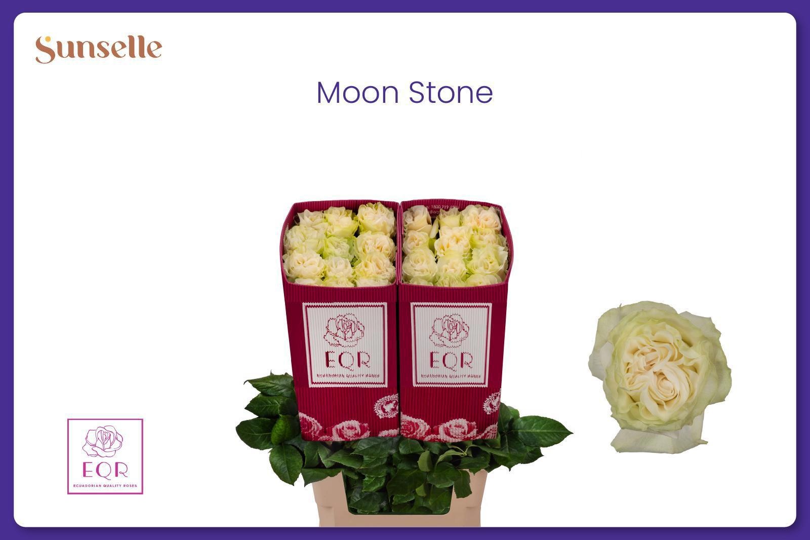 Rosa Moonstone 70cm