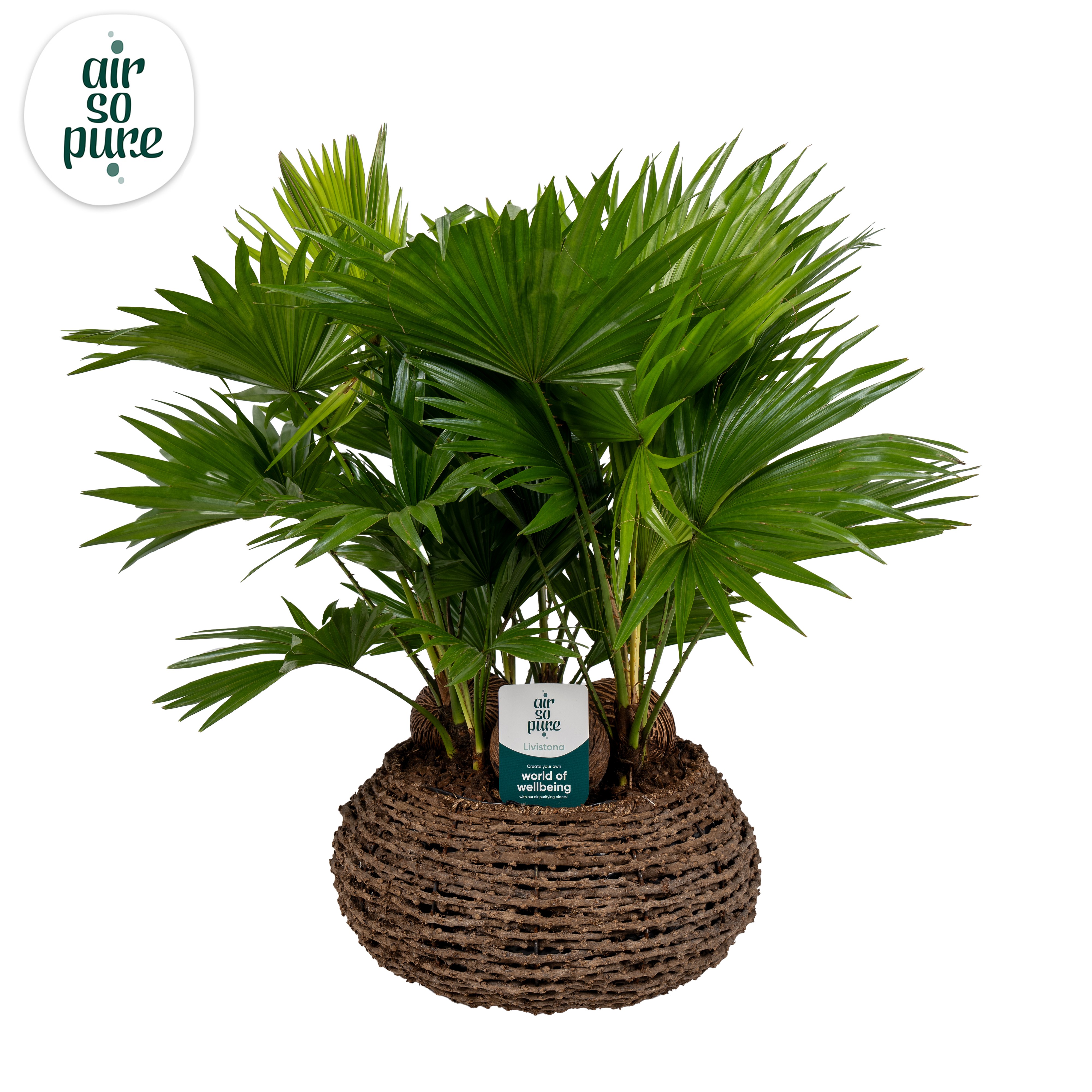 Picture of Livistona in caryota basket ASP P40 65CM (LOOSE)