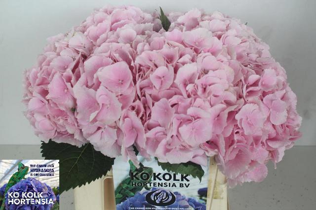 Hydrangea Verena Pink 40cm 17Ø