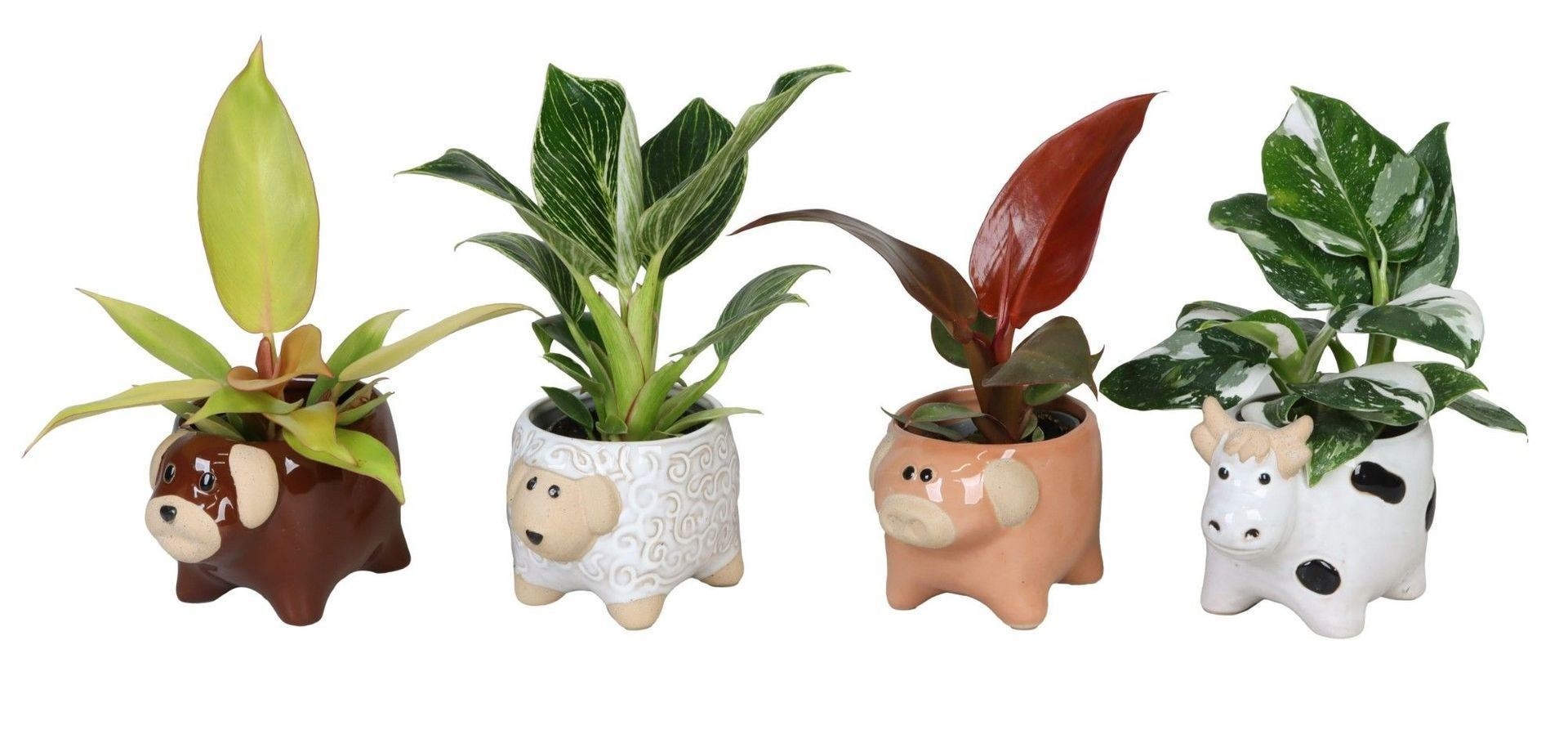 Philodendron L 66616 with Philodendron Mix