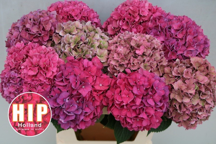 Hydrangea Rodeo Classic Pink 80cm 22Ø