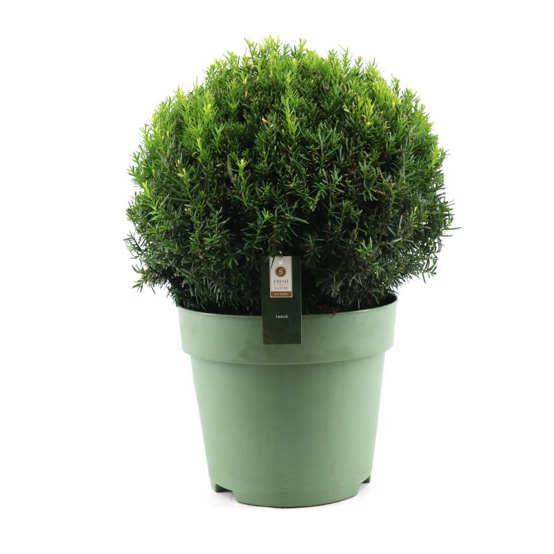 Picture of Taxus Collection Ball Ø45cm P32