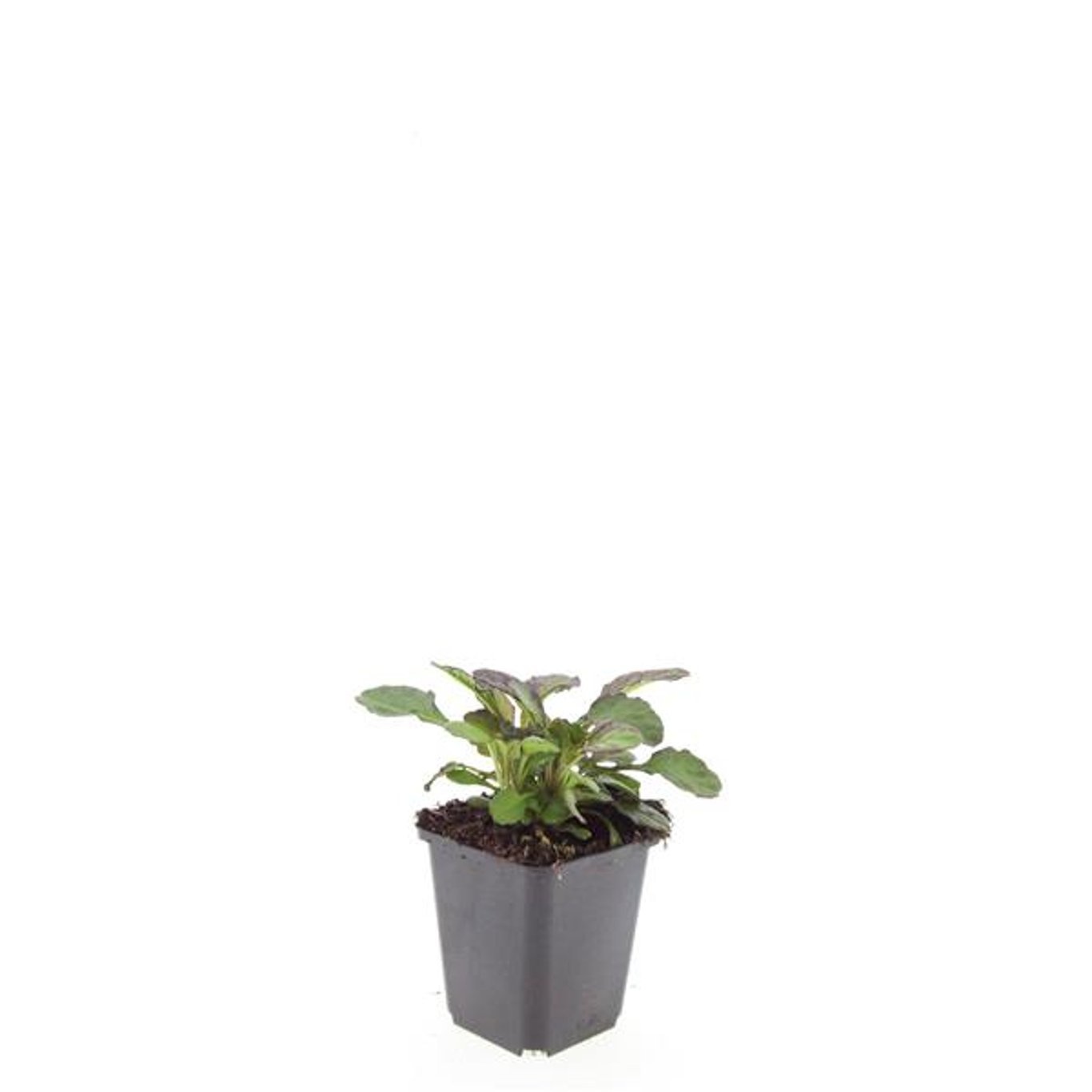 Ajuga reptans 'Catlin's Giant'