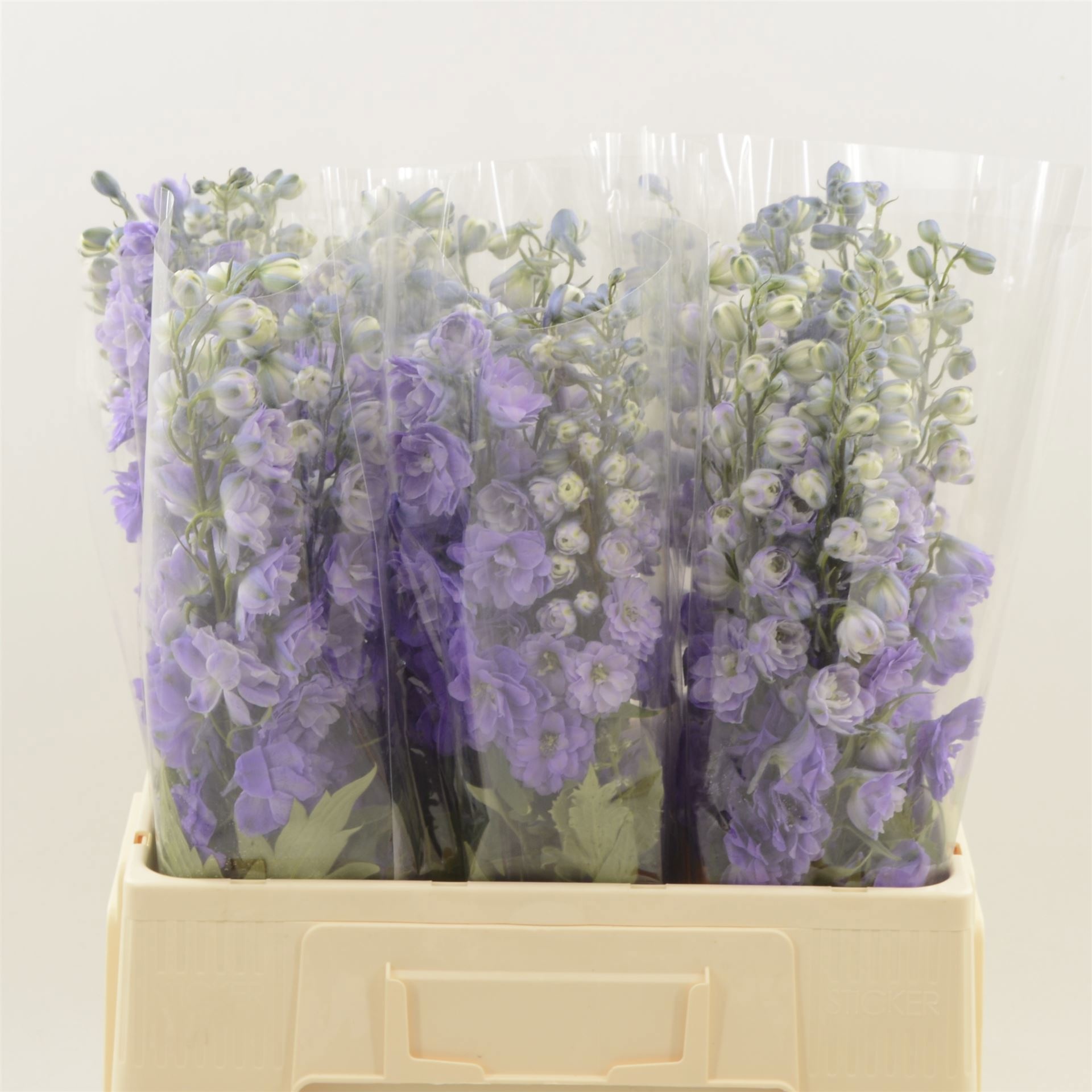 Delphinium El Double Dev Purple Heart 60cm