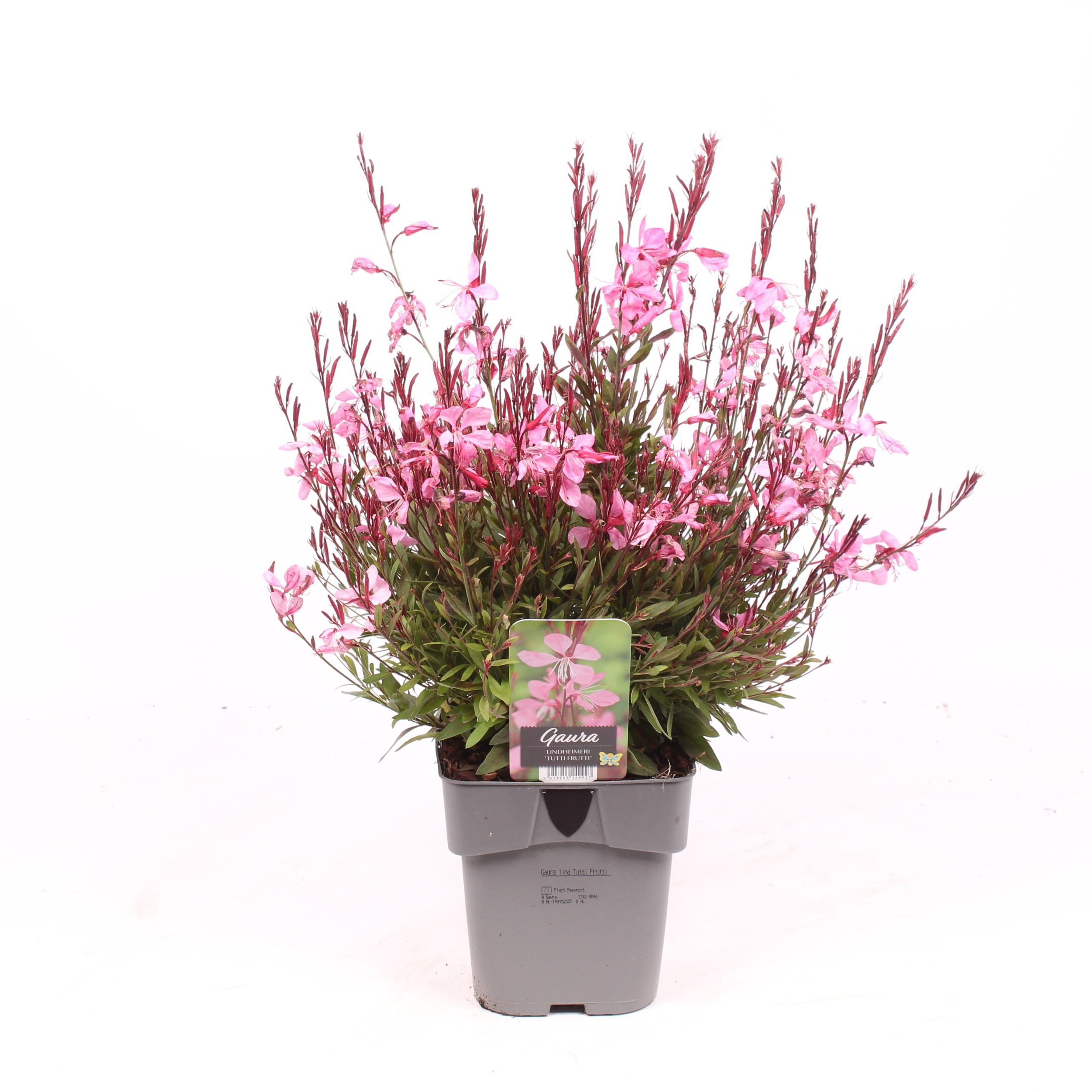 Gaura lindheimeri ‘Tutti Frutti’