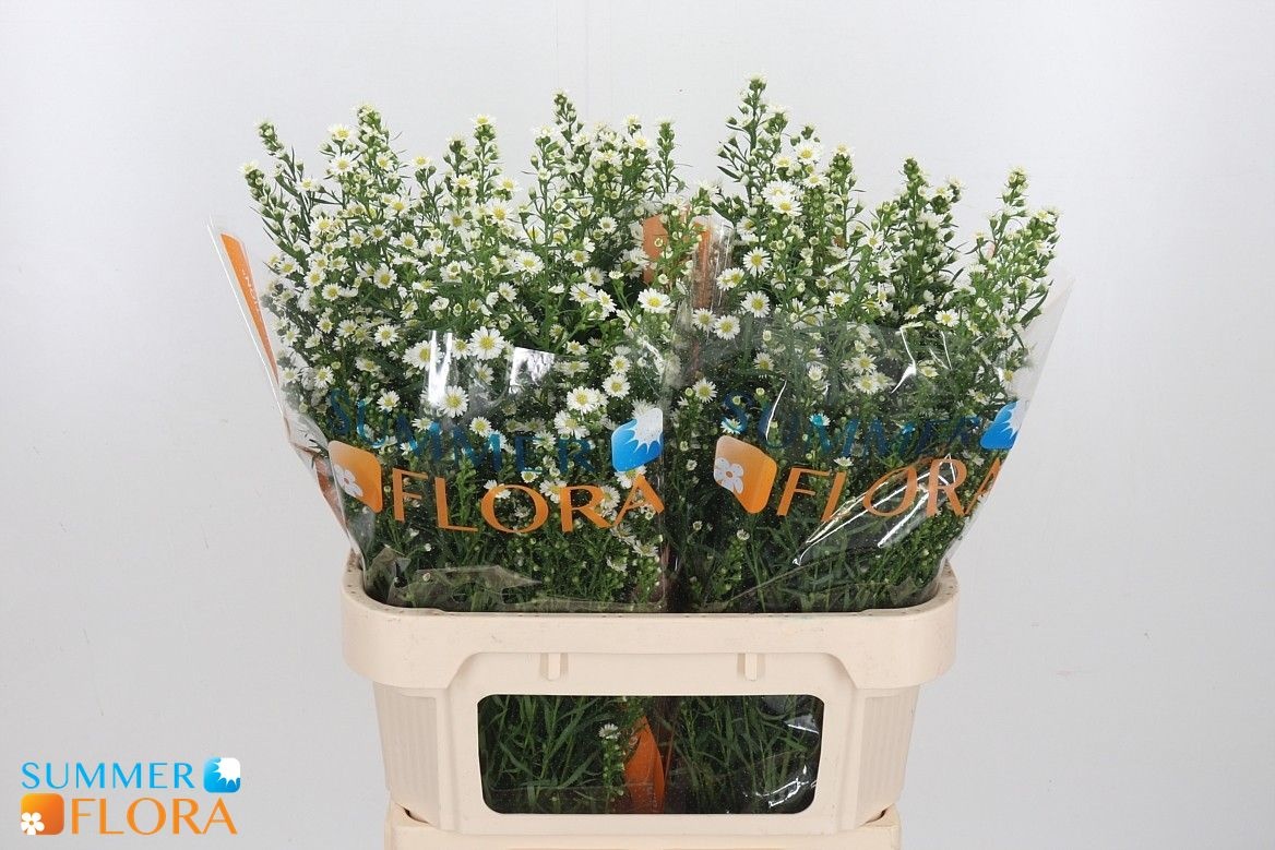 Aster Paquita 80cm 40gram