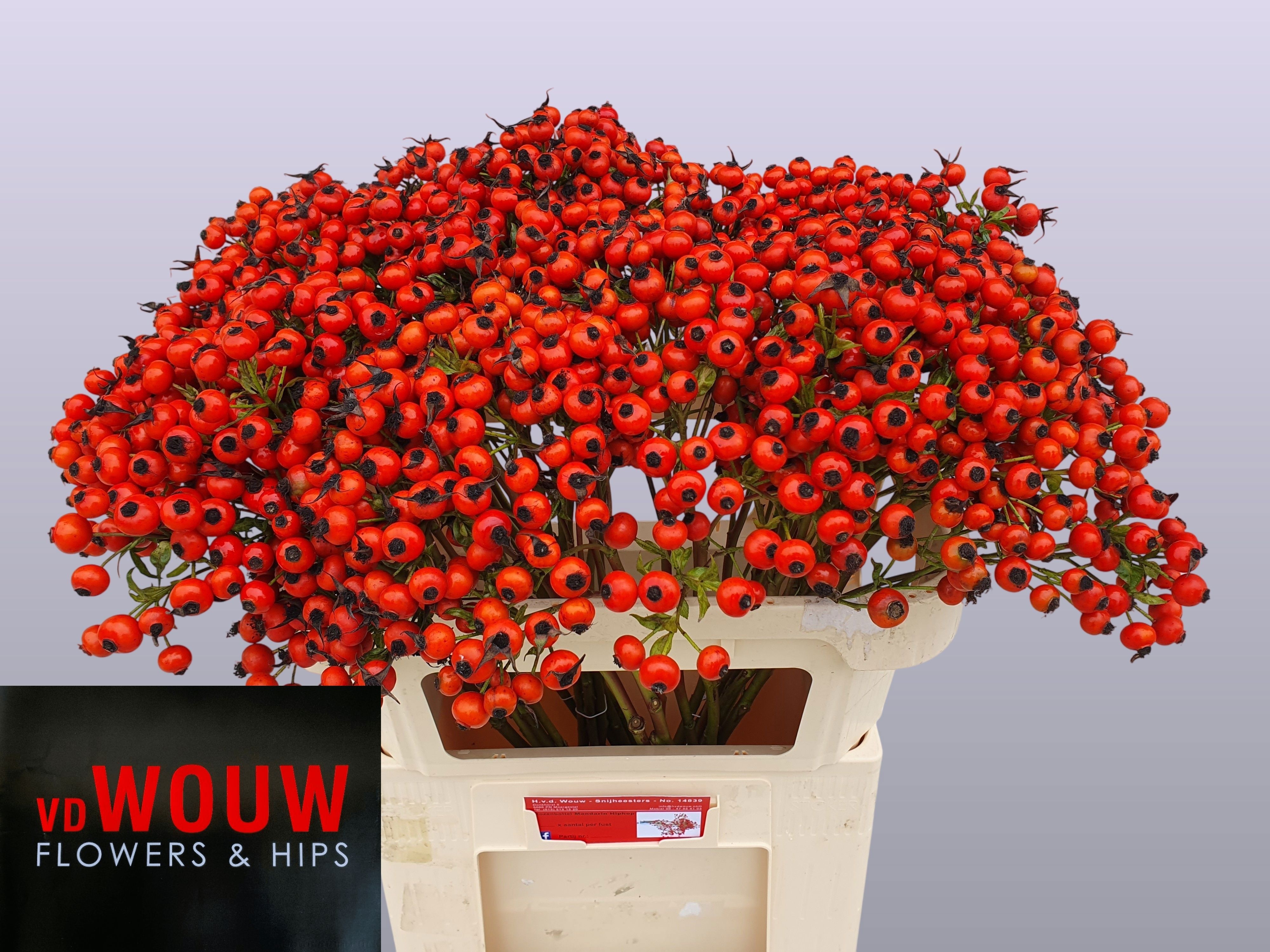 Rosa Mandarin Hiphop 70cm