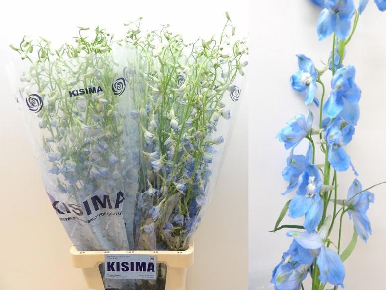 Delphinium Sky Waltz 90cm