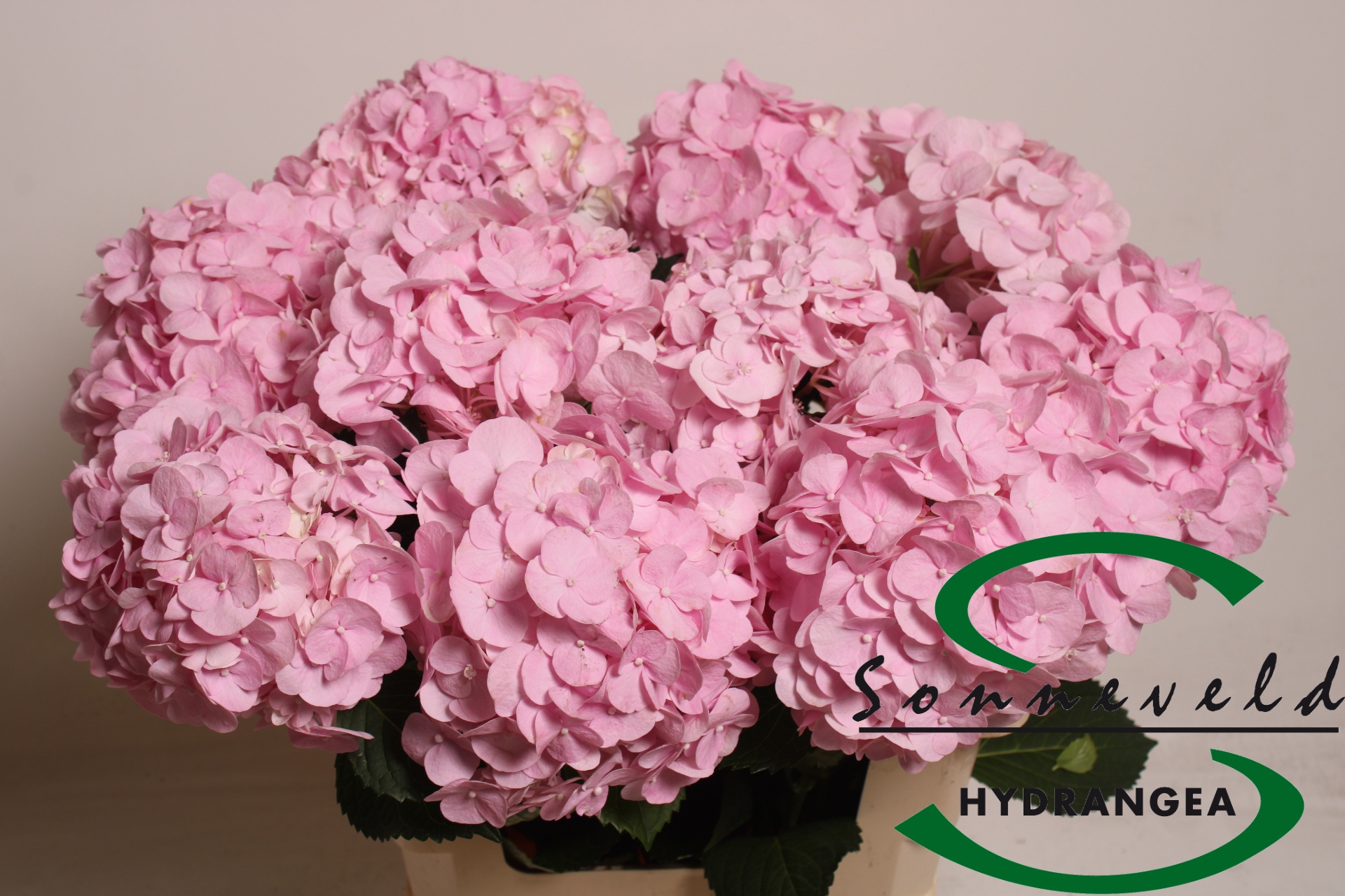 Hydr M Pinky 60cm 18Ø
