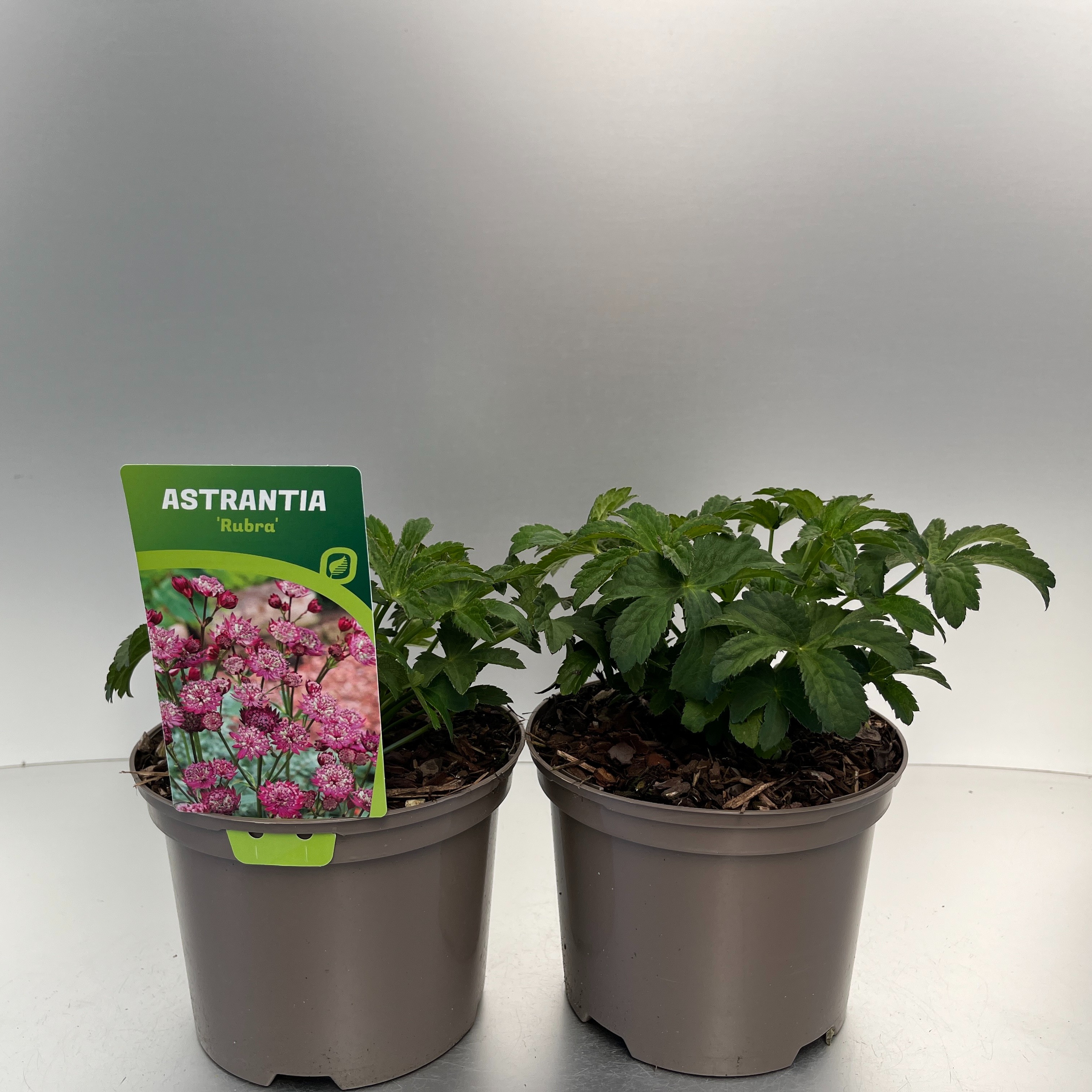 Picture of Astrantia Rubra P17 (2 Ltr)