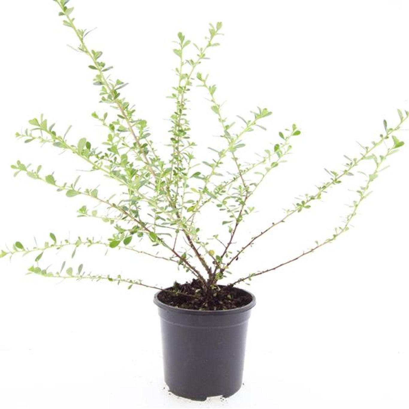 Escallonia 'Donard Seedling'