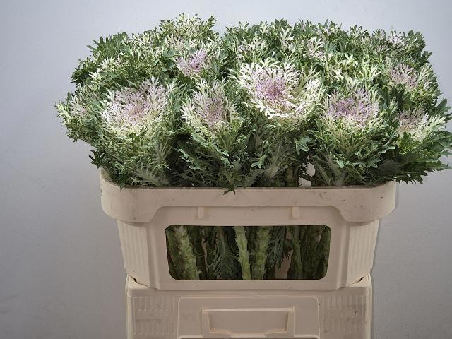 Brassica Crane King 70cm