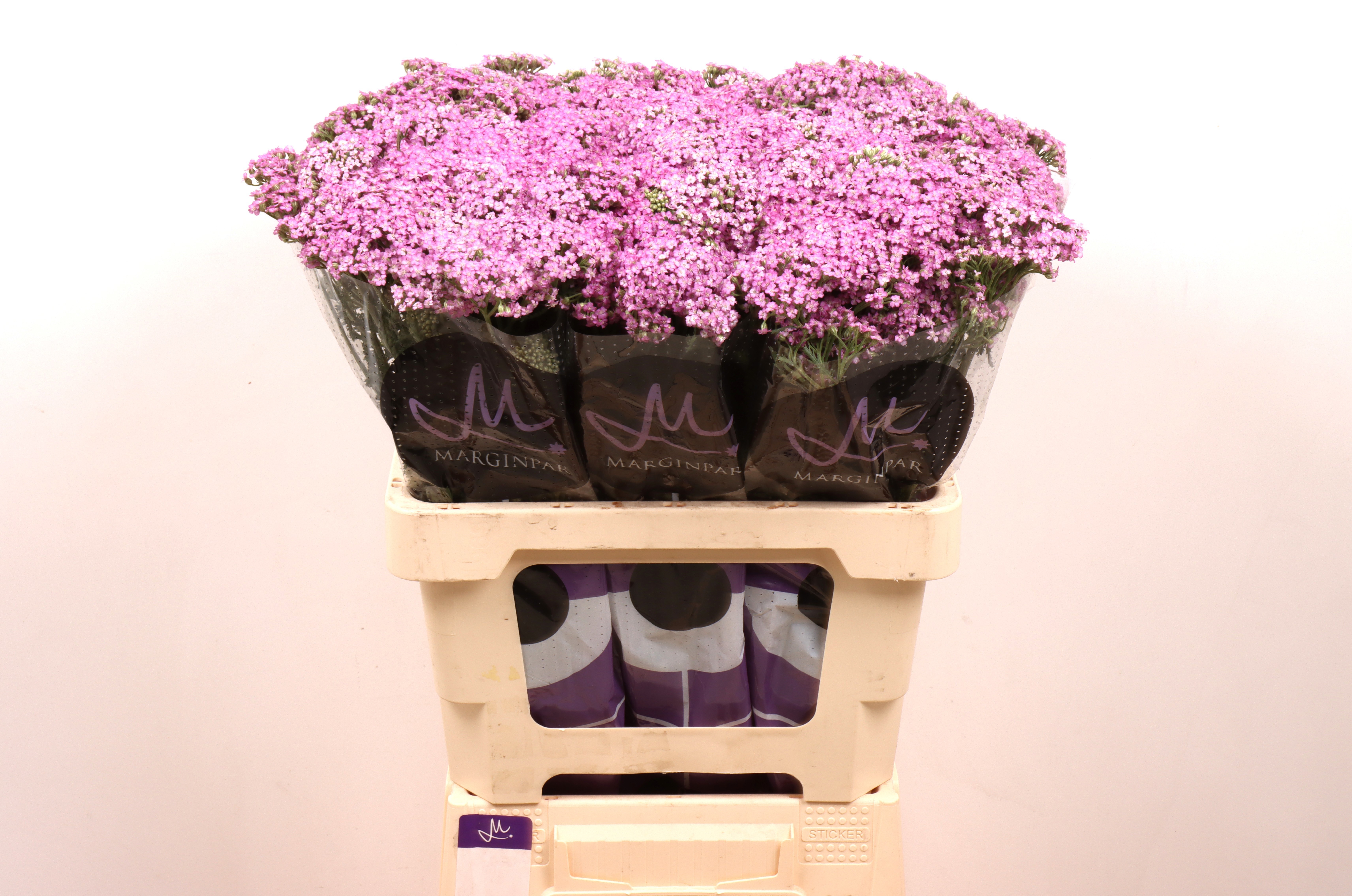 Achillea Anna 60cm