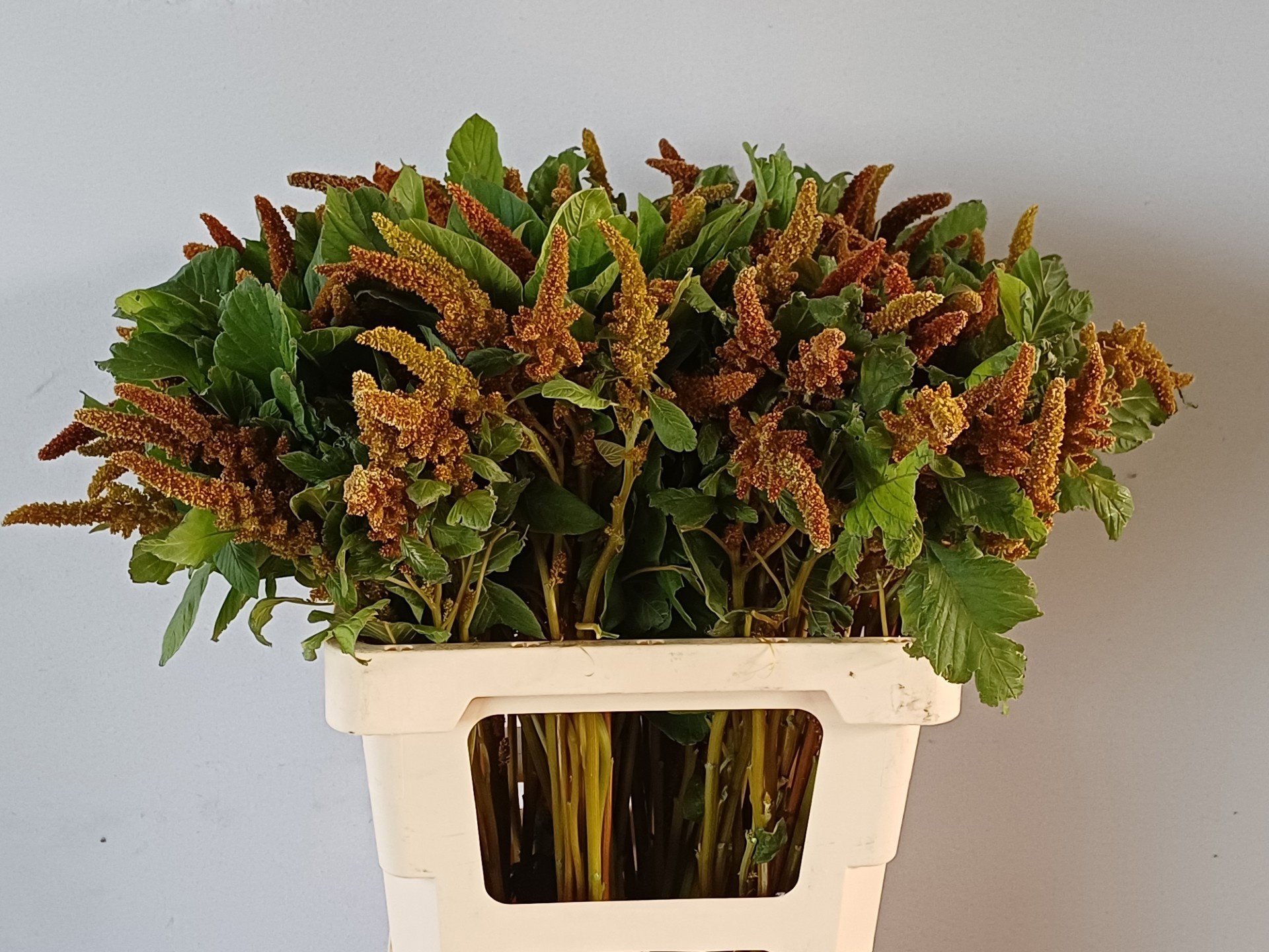 Amaranthus Hot Biscuits