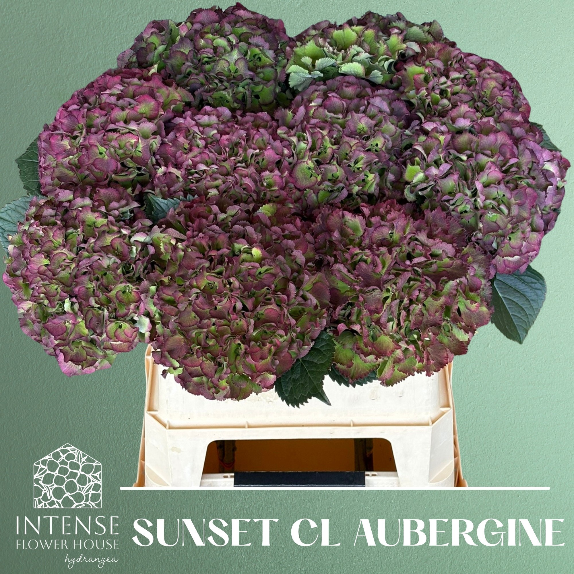 Hydrangea Royal Sunset Classic 80cm 21Ø