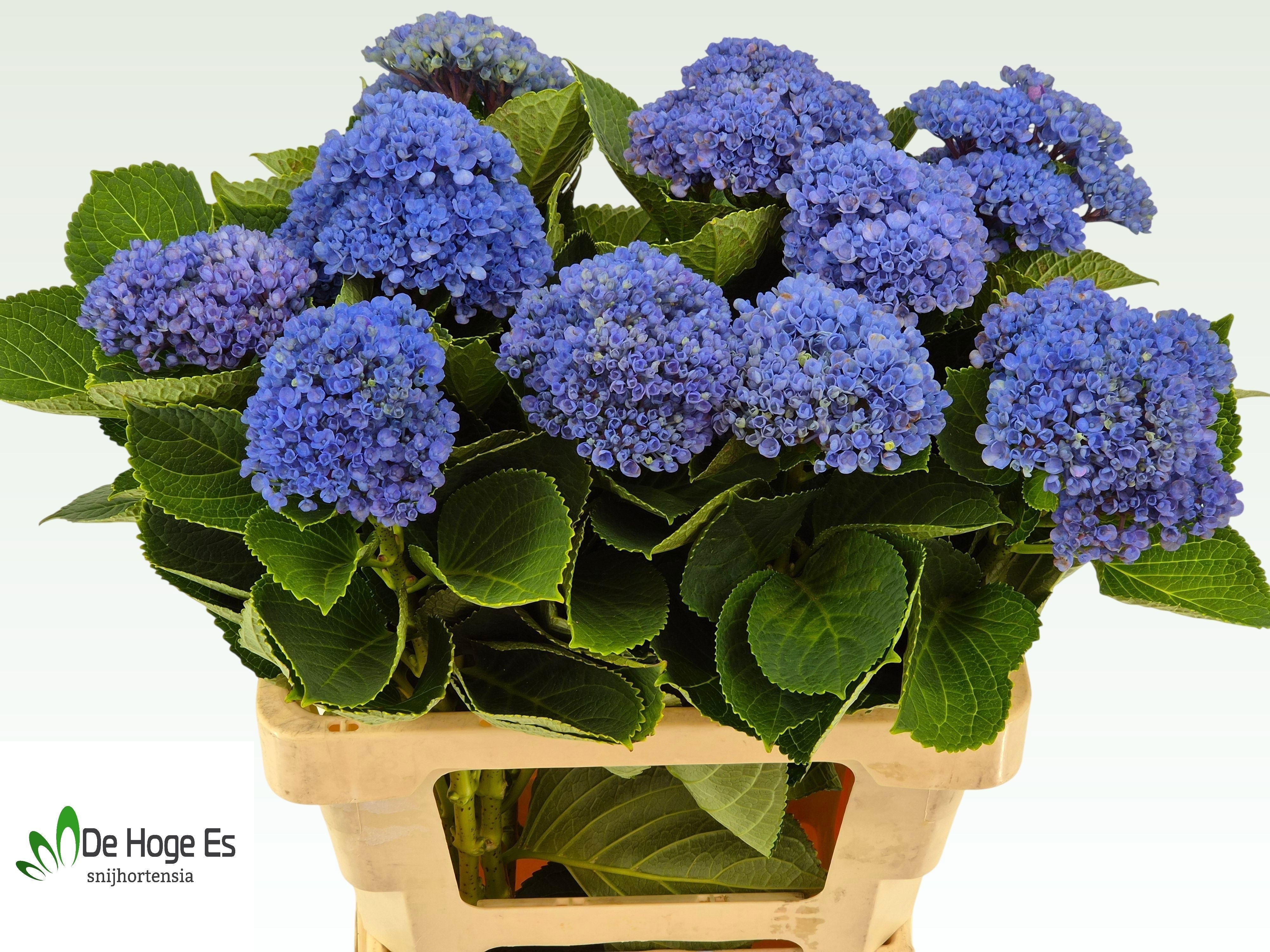 Hydrangea Revolution 60cm 11Ø