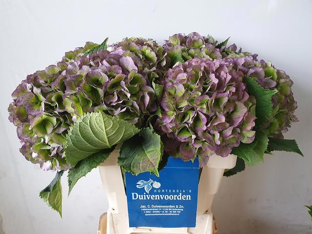 Hydrangea Verena Classic Blue 60cm 17Ø