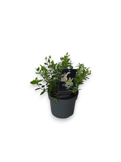 Euonymus fortunei Harlequin p17 Stra.
