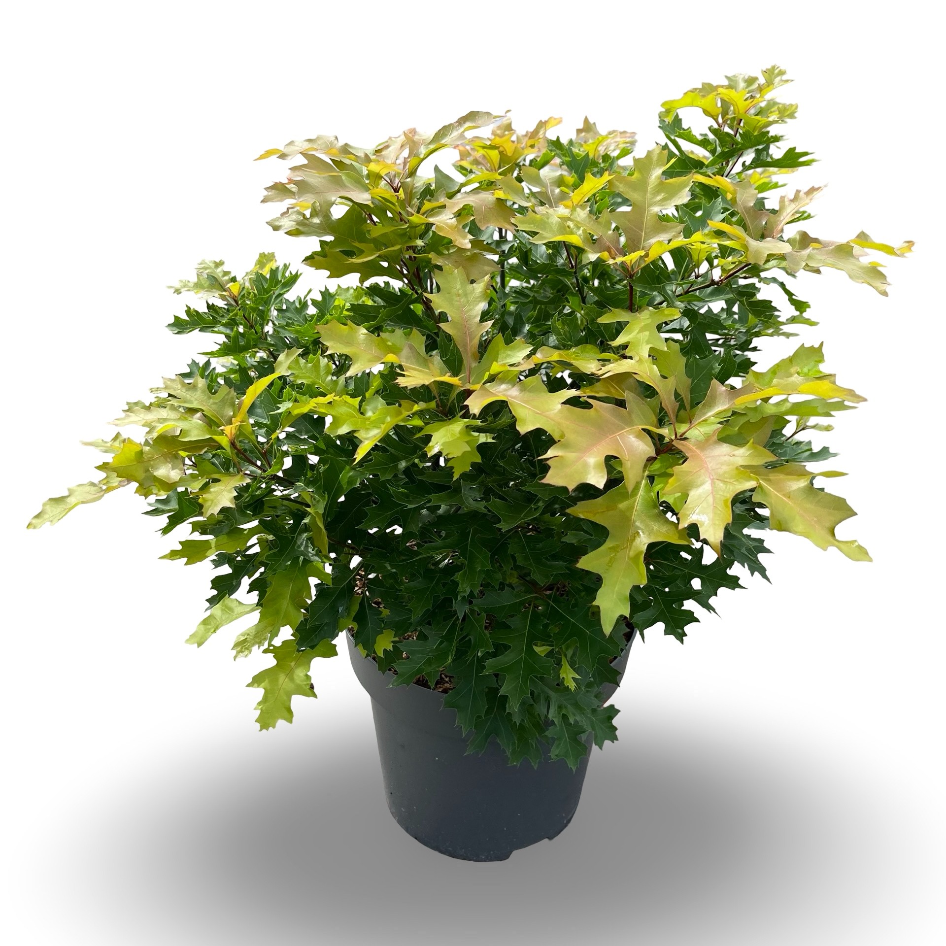 Quercus palustris 'Green Dwarf'