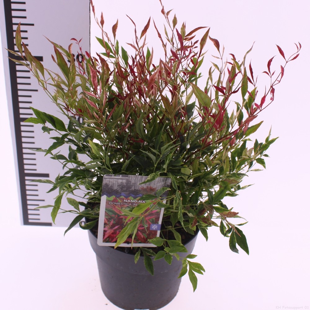 Picture of Nandina domestica 'Red Light'
