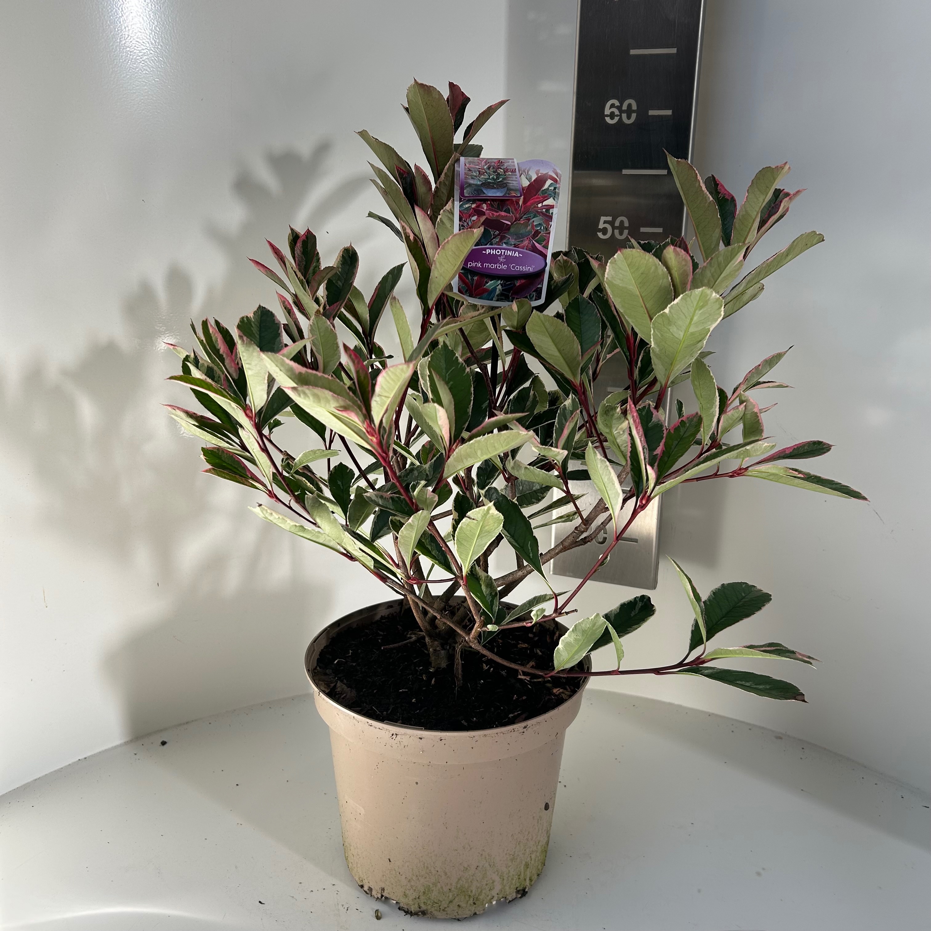 Picture of Photinia fras. Pink Marble P23 (5 Ltr) (LOOSE)